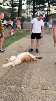 Super relaxed dog sprawls out at the park