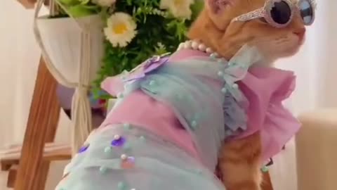 Did you like cat new pink dress || nice style color full dress