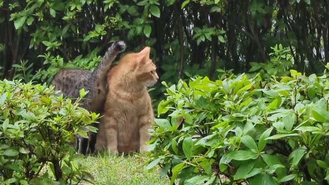 A cut cat couple i met in the mountains