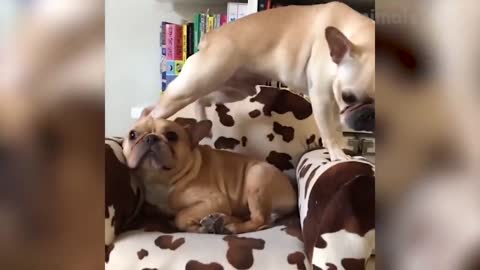 110 😁 Funniest 😻 Cats and 🐶 Dogs Awesome Funny Pet Animals 😇