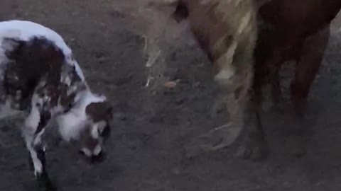 New born calf