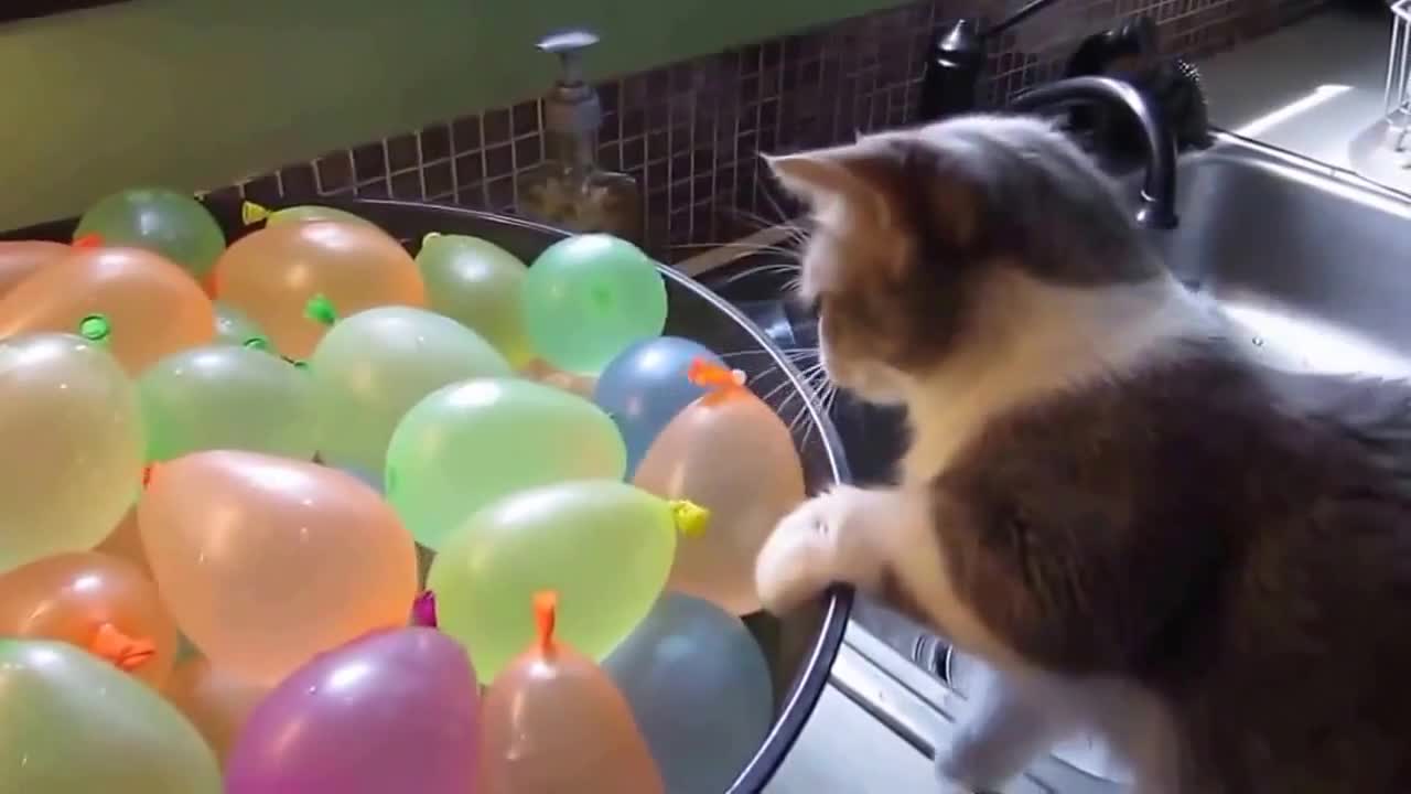 Cute cat