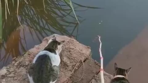 Amazing fishing video! Must see