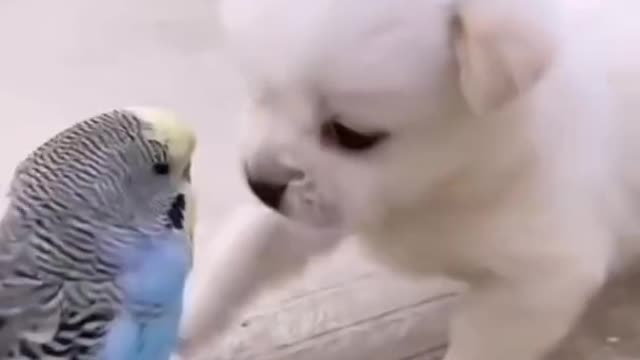 Cute Dogs game doing now one more birds