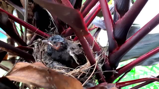 Newly born baby birds in the nest|Bird Chick (Nestlings) In a Small beautiful Nest| #urbanpets