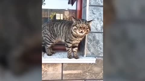 Funny Cats Talking!