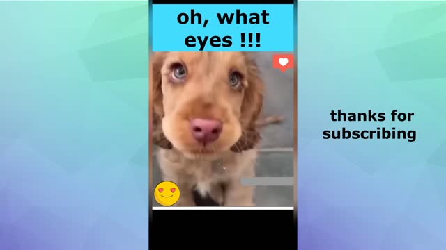 Try not to laugh. Funny videos pets