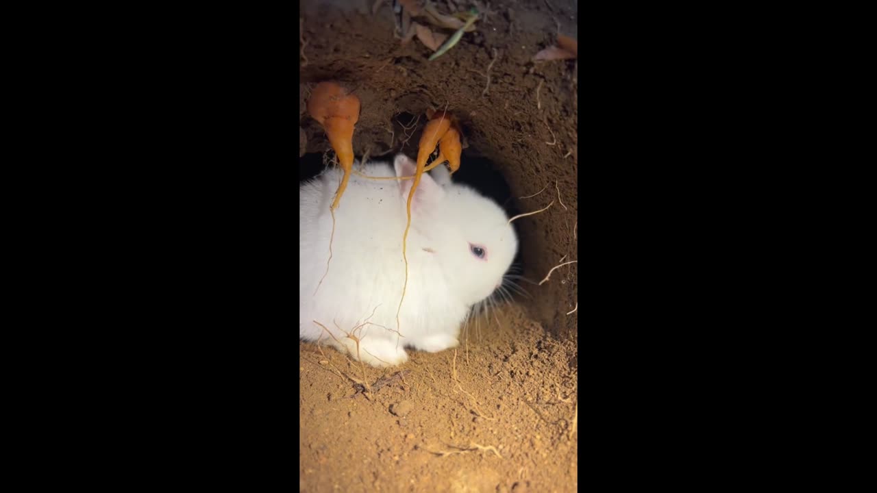 The cute little bunny that stays up late and gets all excited.