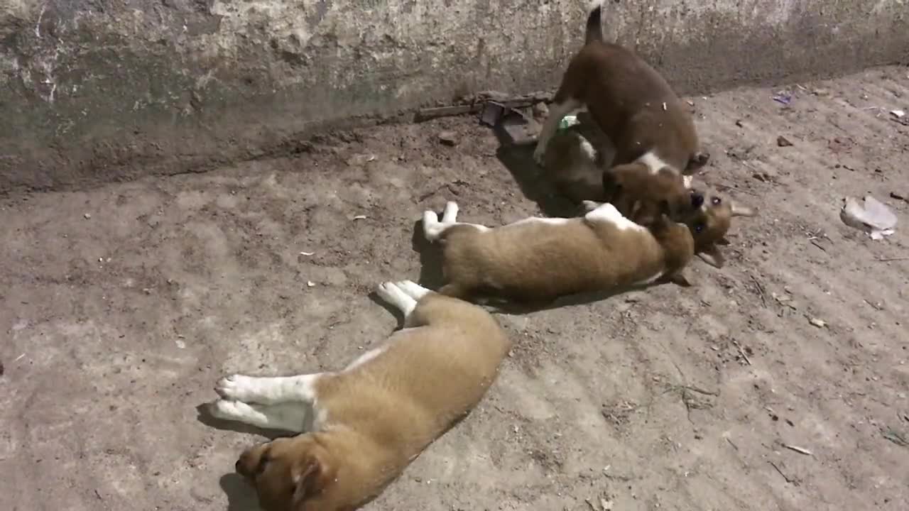 Playing moments of cute baby dogs