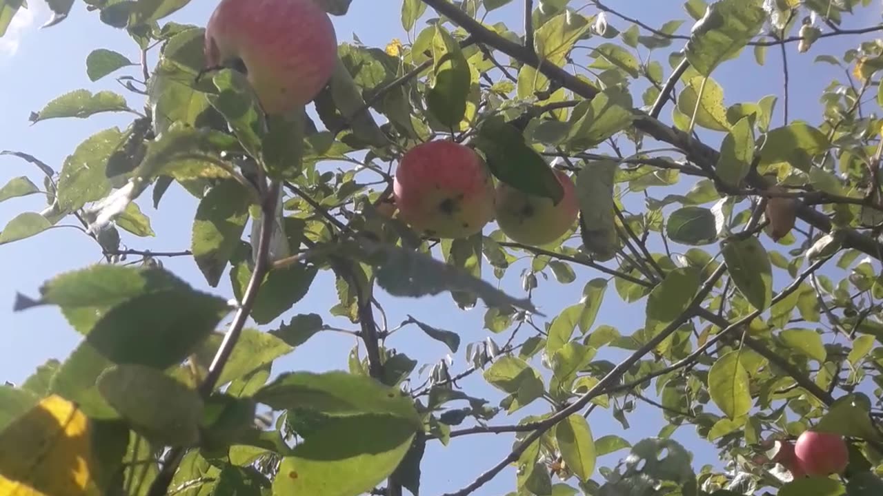 Ripe apples