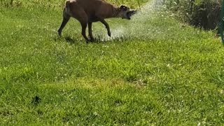 Summer Fun with the Hose