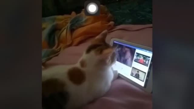 Cat wants to be one of the Kung Fu masters while watching Kung Fu videos.. Watch till the end of the video.