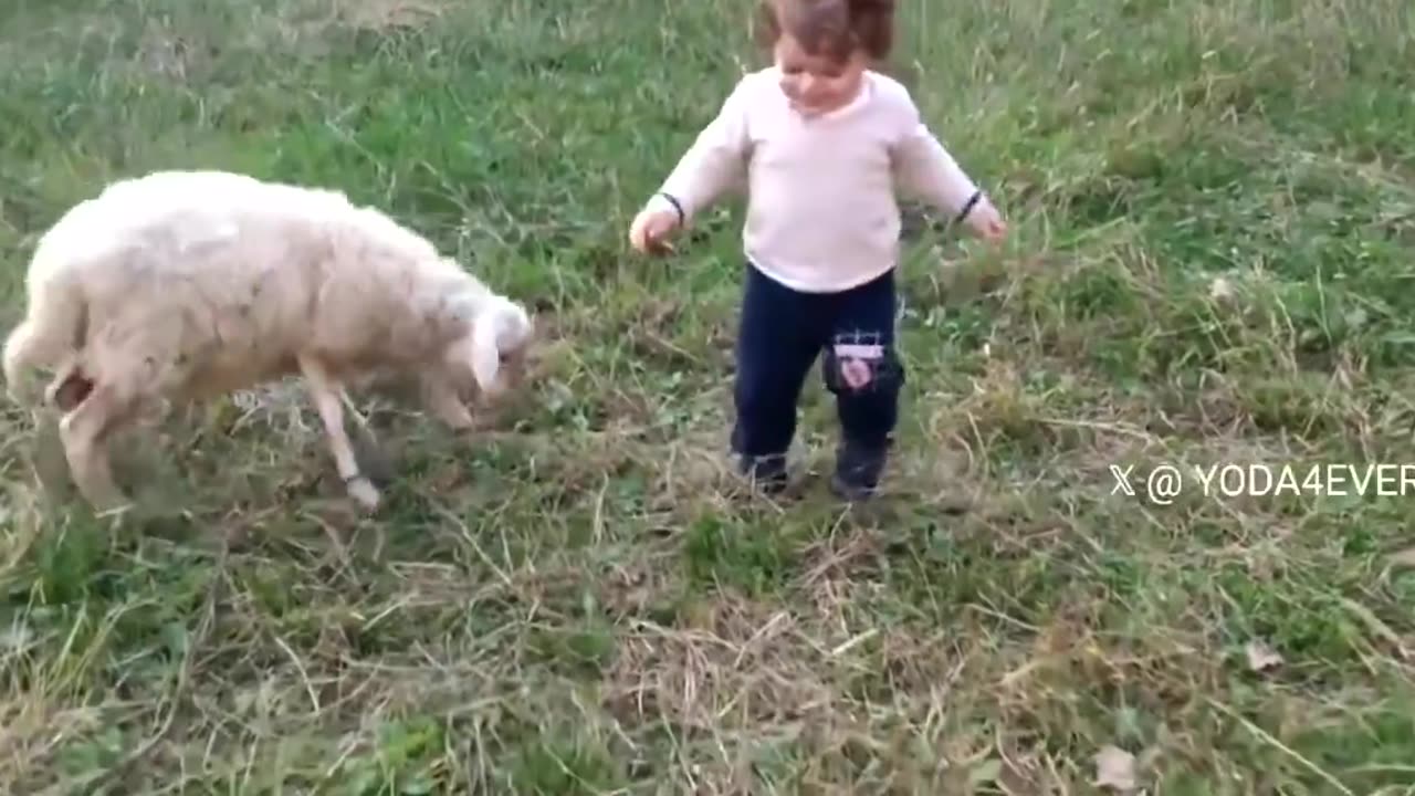 Sheep playing gently with a kid