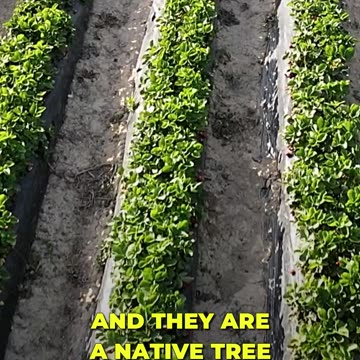 Urban Fruit Gardening: Easy & Native Choices 🌳🍒