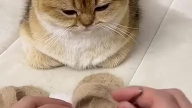 Cute cat with its flip-flops made of fur😻