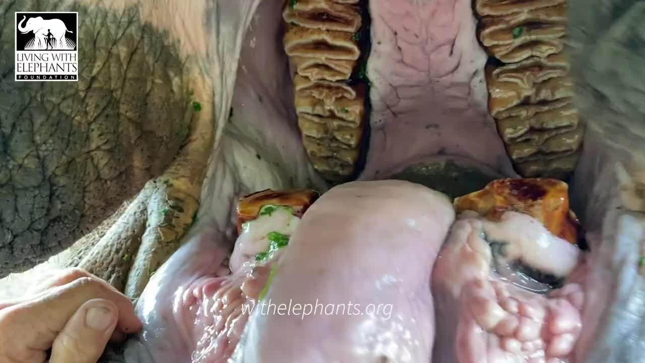 Inside the elephant's mouth 😰😱😱