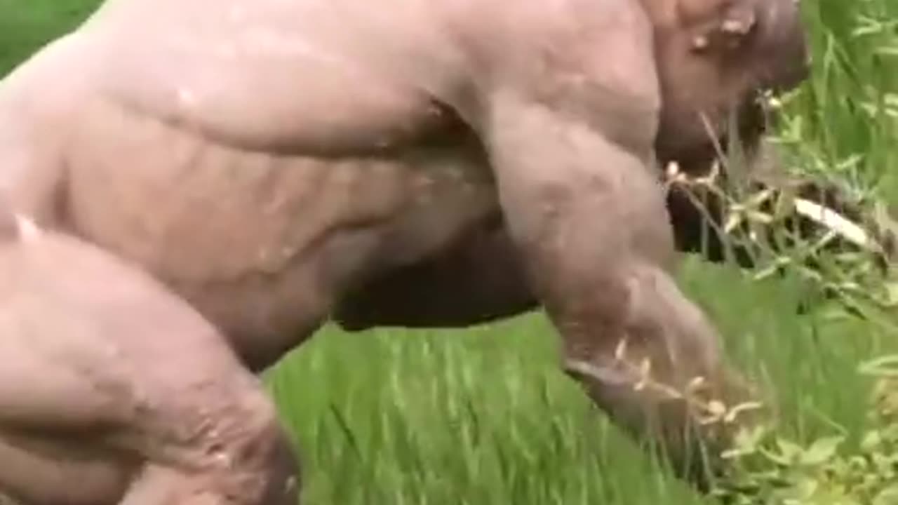 TRY NOT TO LAUGH 😆 Best Funny Videos Compilation 😂😁😆