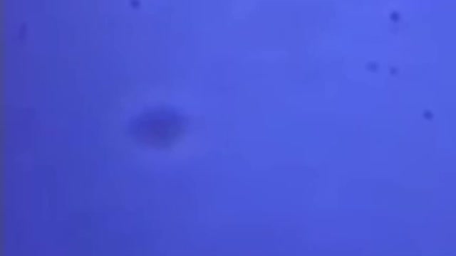 Inside the Vaccine vials.