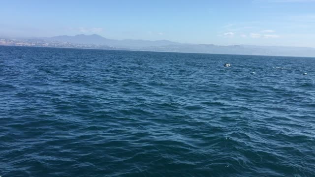 Whale Watching but only Dolphins