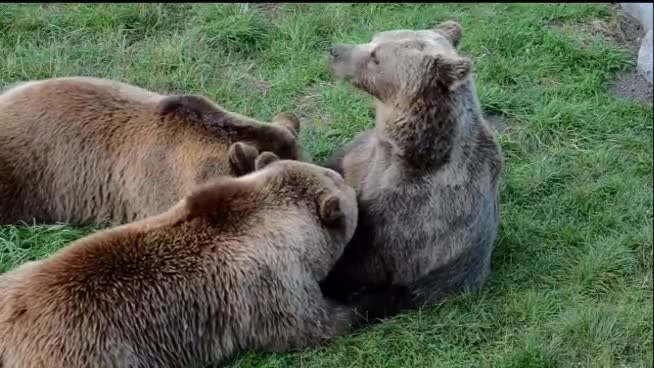 Brown bear