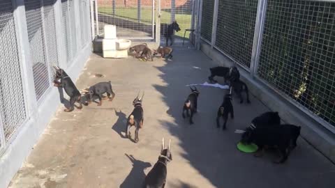 Doberman puppies - Betelges kennel