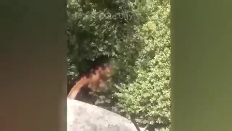 #funny animal