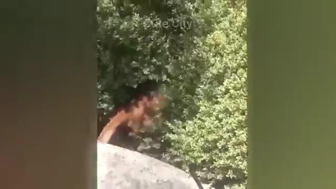 #funny animal