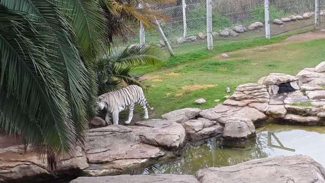 Beautiful White Tiger goes for a stroll