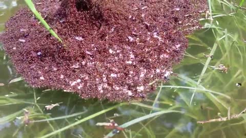 Mass of Floating Fire Ants