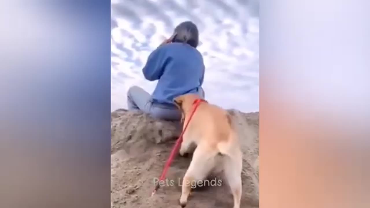 Funny animal video