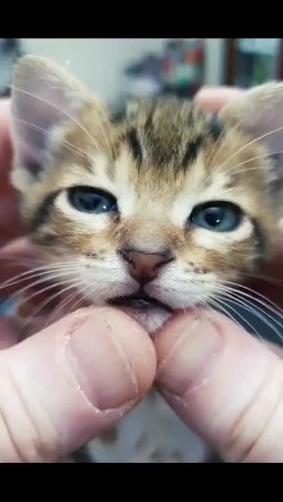 Cat Fight Compilation Video | 4K