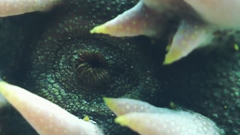 This Pineapple Sea Cucumber surprised everyone!