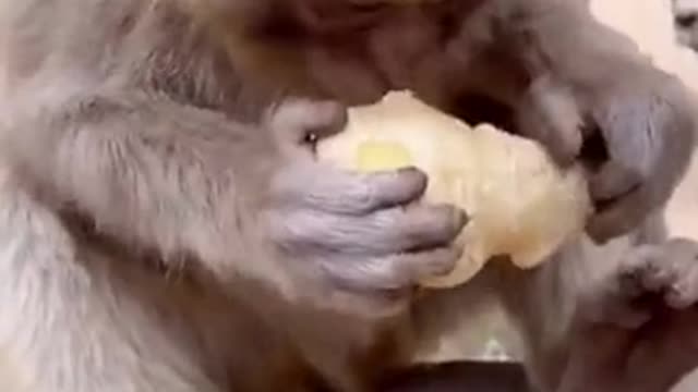 Baby monkey is trying to eat ginger
