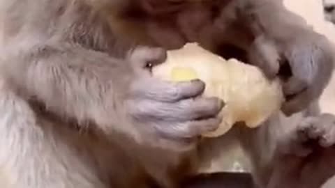 Baby monkey is trying to eat ginger