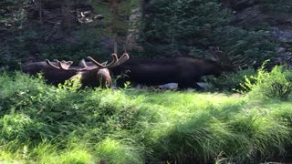 Campers Observe Moose Having a Munch