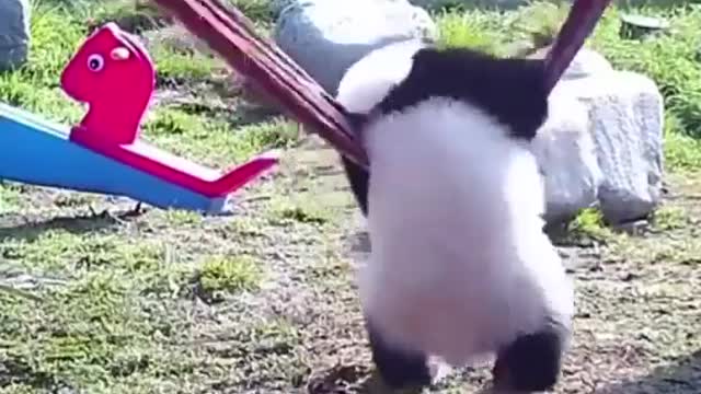 Baby panda trying to get on a hammock.. 😂