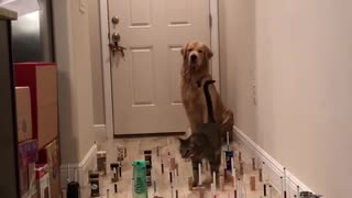 Graceful Doggy Follows in Kitty's Footsteps