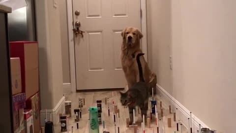 Graceful Doggy Follows in Kitty's Footsteps