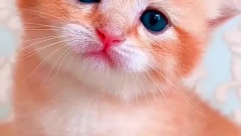 cute kitten being petted very cute kitten