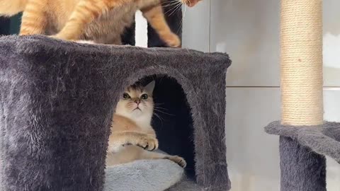 Cat fighting