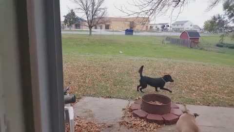 haha,cat is scared to take off