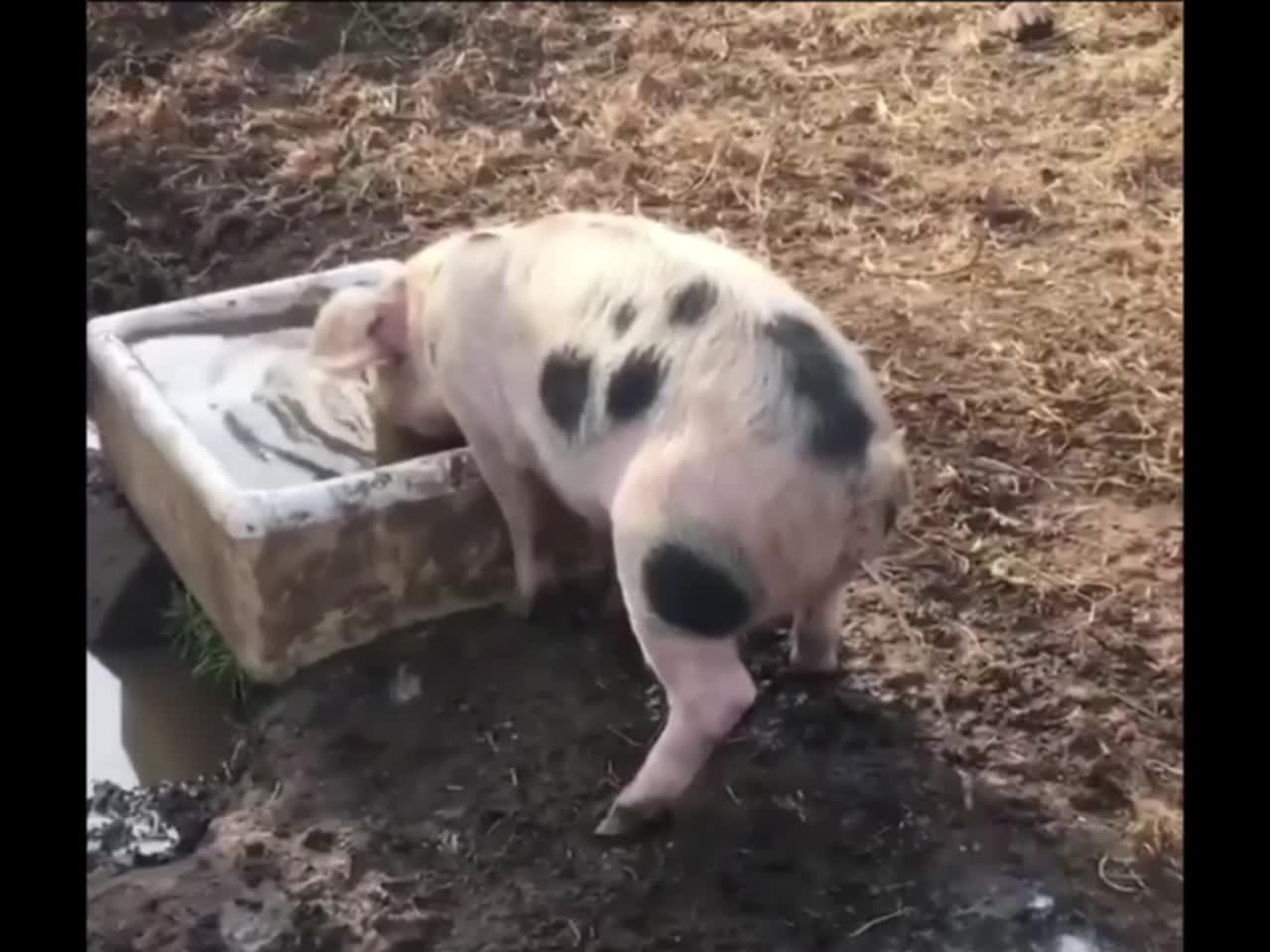 The Piglet drinks and immediately pees