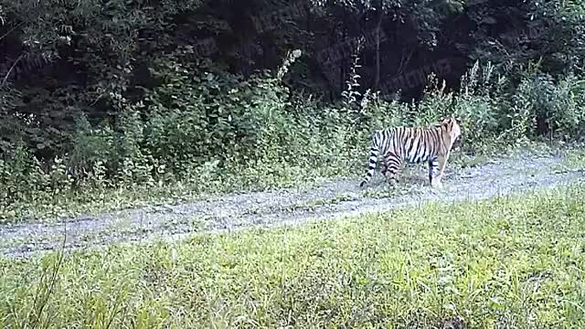 The tiger keeps the village near Khabarovsk in fear