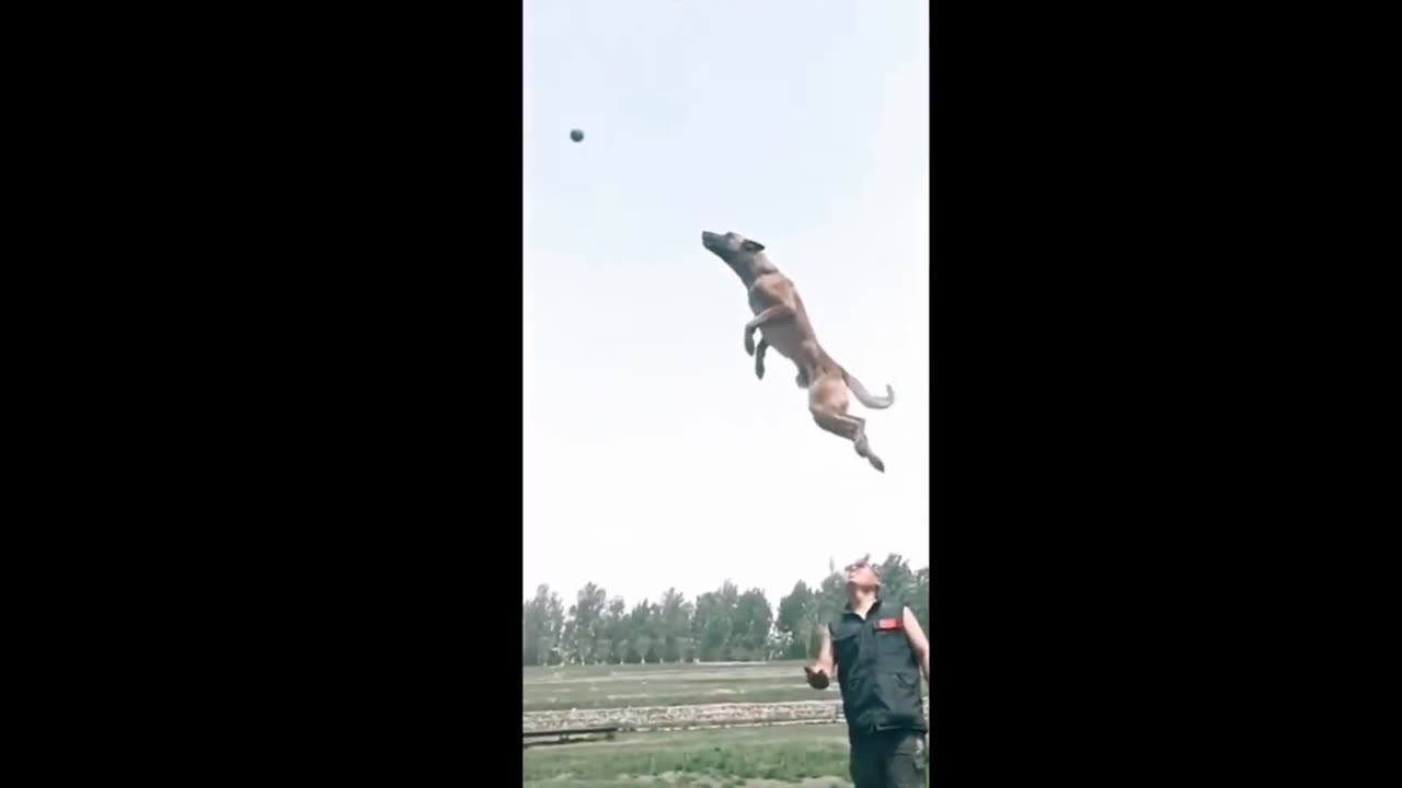 This Dog’s INSANE High Jump Will Blow Your Mind! 🐕🔥 #Shorts