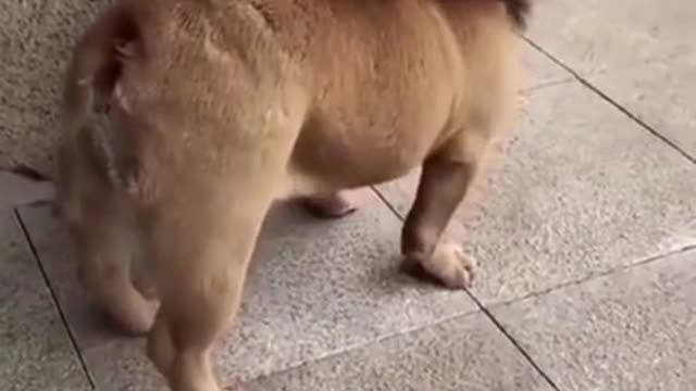 🤣Funny dog video🤣