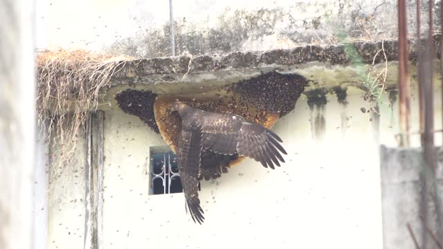 Honey Buzzard Having a Snack