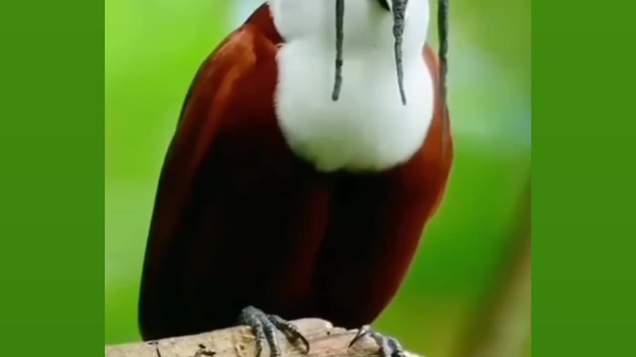 Bird singing