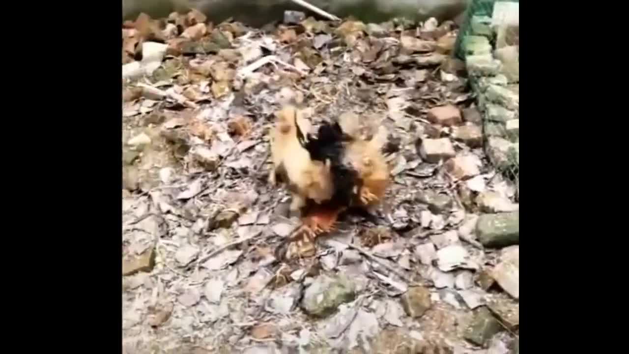 Dog VS Hen Funny Fight.