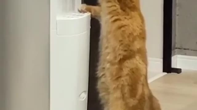 Smart cat drinking water directly from water dispenser