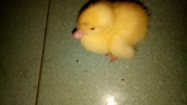 The duckling is so cute